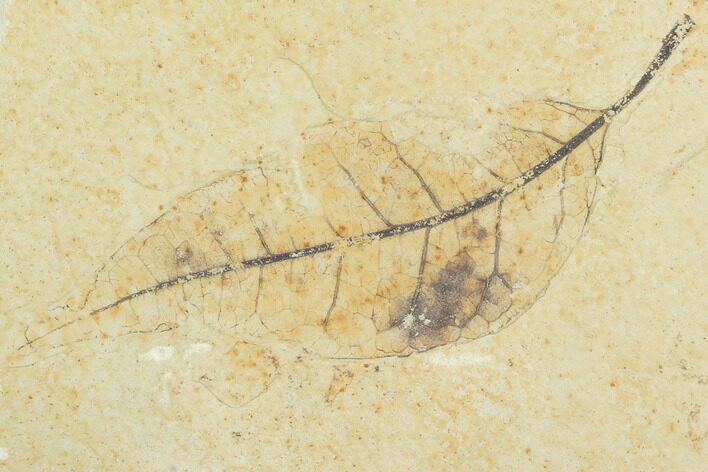 Fossil Leaf (Allophylus)- Green River Formation, Utah #99703